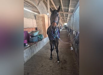 Hannover, Giumenta, 4 Anni, 167 cm, Baio nero