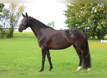 Hannover, Giumenta, 4 Anni, 167 cm, Baio scuro
