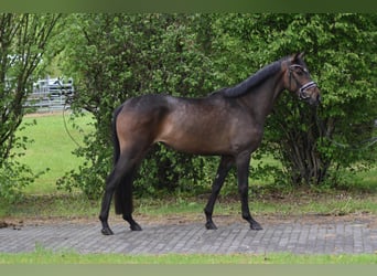 Hannover, Giumenta, 4 Anni, 167 cm, Baio scuro