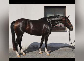 Hannover, Giumenta, 4 Anni, 167 cm, Baio scuro