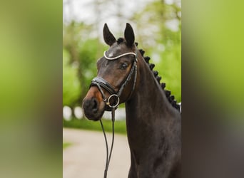 Hannover, Giumenta, 4 Anni, 167 cm, Baio scuro
