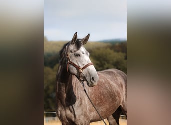 Hannover, Giumenta, 4 Anni, 167 cm, Grigio pezzato