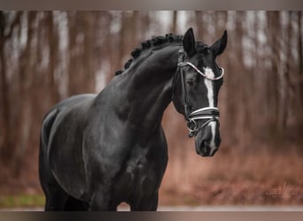 Hannover, Giumenta, 4 Anni, 167 cm, Morello