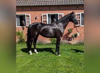 Hannover, Giumenta, 4 Anni, 167 cm, Morello