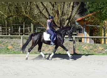 Hannover, Giumenta, 4 Anni, 167 cm, Morello