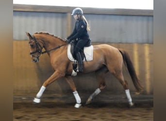 Hannover, Giumenta, 4 Anni, 167 cm, Sauro