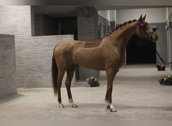 Hannover, Giumenta, 4 Anni, 167 cm, Sauro scuro
