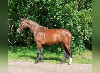 Hannover, Giumenta, 4 Anni, 168 cm, Baio