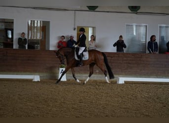 Hannover, Giumenta, 4 Anni, 168 cm, Baio
