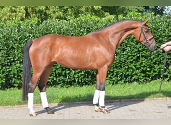 Hannover, Giumenta, 4 Anni, 168 cm, Baio