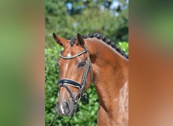 Hannover, Giumenta, 4 Anni, 168 cm, Baio