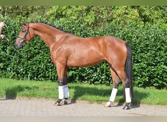 Hannover, Giumenta, 4 Anni, 168 cm, Baio