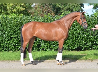 Hannover, Giumenta, 4 Anni, 168 cm, Baio