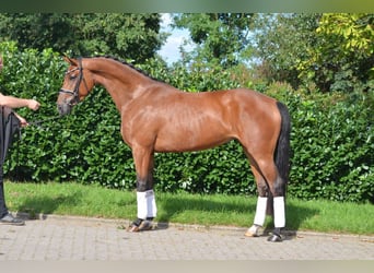Hannover, Giumenta, 4 Anni, 168 cm, Baio