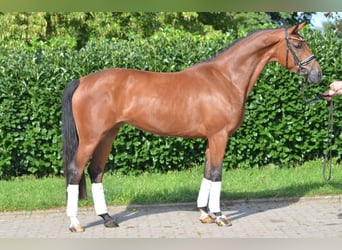 Hannover, Giumenta, 4 Anni, 168 cm, Baio