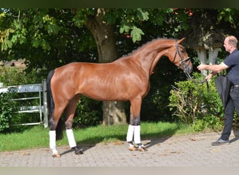 Hannover, Giumenta, 4 Anni, 168 cm, Baio