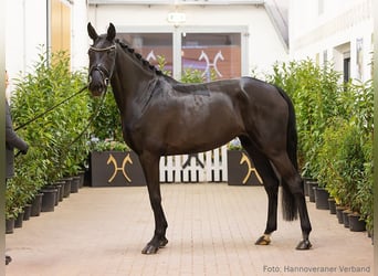 Hannover, Giumenta, 4 Anni, 168 cm, Baio nero