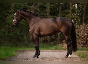 Hannover, Giumenta, 4 Anni, 168 cm, Baio scuro