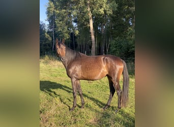 Hannover, Giumenta, 4 Anni, 168 cm, Baio scuro