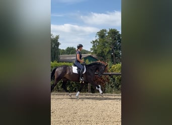 Hannover, Giumenta, 4 Anni, 168 cm, Baio scuro
