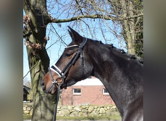 Hannover, Giumenta, 4 Anni, 168 cm, Baio scuro