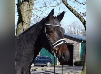Hannover, Giumenta, 4 Anni, 168 cm, Baio scuro
