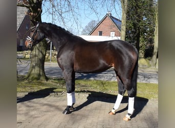 Hannover, Giumenta, 4 Anni, 168 cm, Baio scuro
