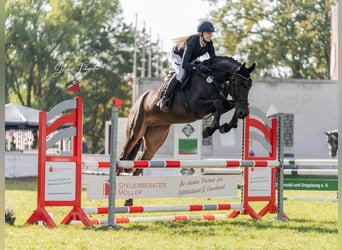 Hannover, Giumenta, 4 Anni, 168 cm, Baio scuro