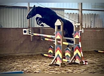 Hannover, Giumenta, 4 Anni, 168 cm, Baio scuro