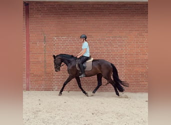 Hannover, Giumenta, 4 Anni, 168 cm, Morello