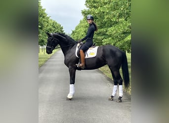 Hannover, Giumenta, 4 Anni, 168 cm, Morello