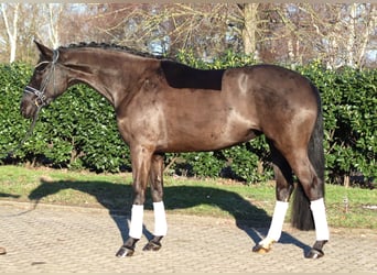 Hannover, Giumenta, 4 Anni, 168 cm, Morello