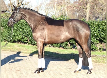 Hannover, Giumenta, 4 Anni, 168 cm, Morello