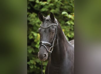 Hannover, Giumenta, 4 Anni, 168 cm, Morello