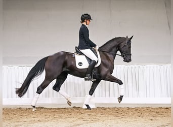 Hannover, Giumenta, 4 Anni, 168 cm, Morello