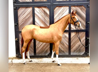 Hannover, Giumenta, 4 Anni, 168 cm, Sauro