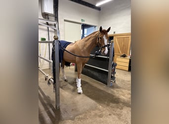 Hannover, Giumenta, 4 Anni, 168 cm, Sauro