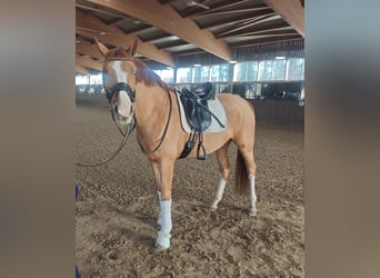 Hannover, Giumenta, 4 Anni, 168 cm, Sauro