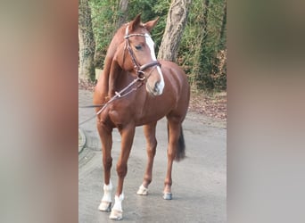 Hannover, Giumenta, 4 Anni, 168 cm, Sauro