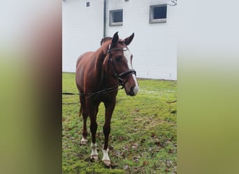 Hannover, Giumenta, 4 Anni, 168 cm, Sauro