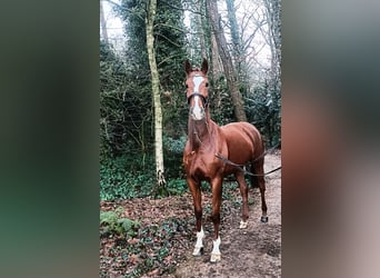 Hannover, Giumenta, 4 Anni, 168 cm, Sauro