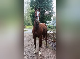 Hannover, Giumenta, 4 Anni, 168 cm, Sauro