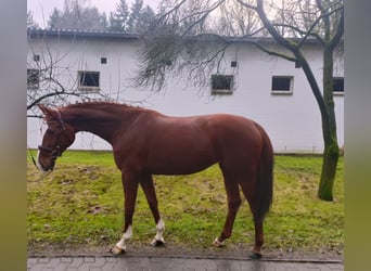 Hannover, Giumenta, 4 Anni, 168 cm, Sauro