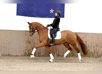 Hannover, Giumenta, 4 Anni, 168 cm, Sauro