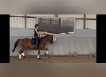 Hannover, Giumenta, 4 Anni, 168 cm, Sauro