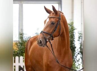 Hannover, Giumenta, 4 Anni, 168 cm, Sauro