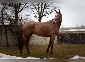 Hannover, Giumenta, 4 Anni, 168 cm, Sauro scuro