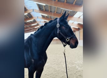 Hannover, Giumenta, 4 Anni, 169 cm, Baio nero