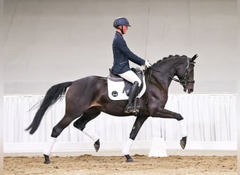 Hannover, Giumenta, 4 Anni, 169 cm, Baio nero