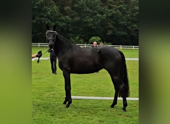 Hannover, Giumenta, 4 Anni, 169 cm, Morello